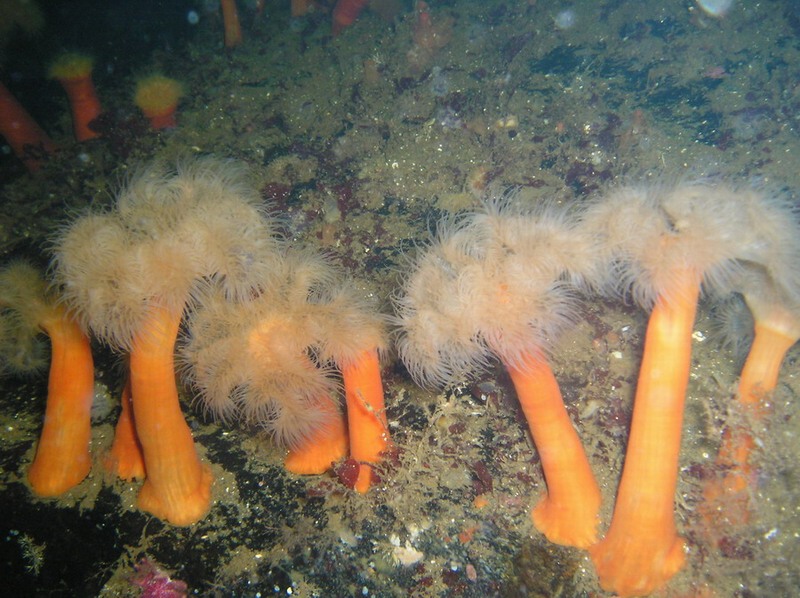 Белое море-2007 Белое море-2007