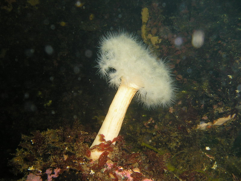 Белое море-2007 Белое море-2007