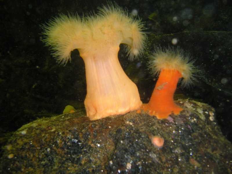 Белое море-2007 Белое море-2007