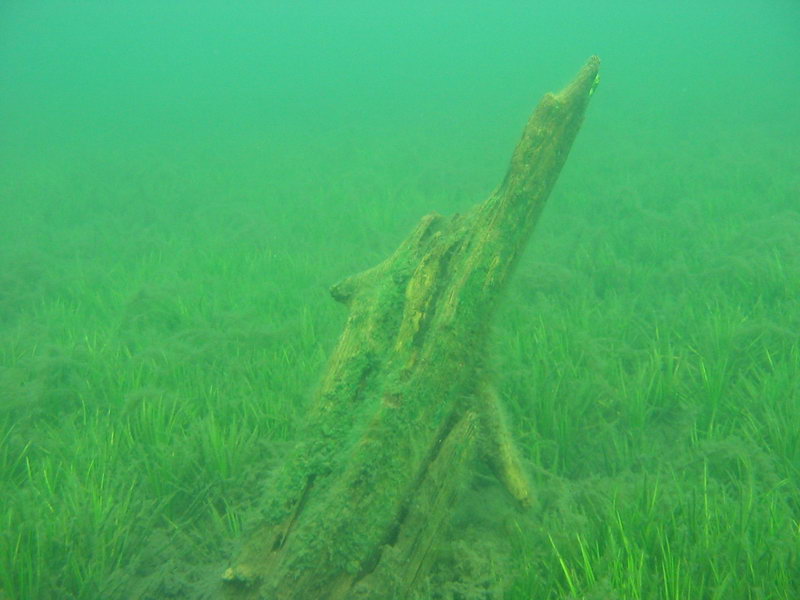 Коряга Коряга