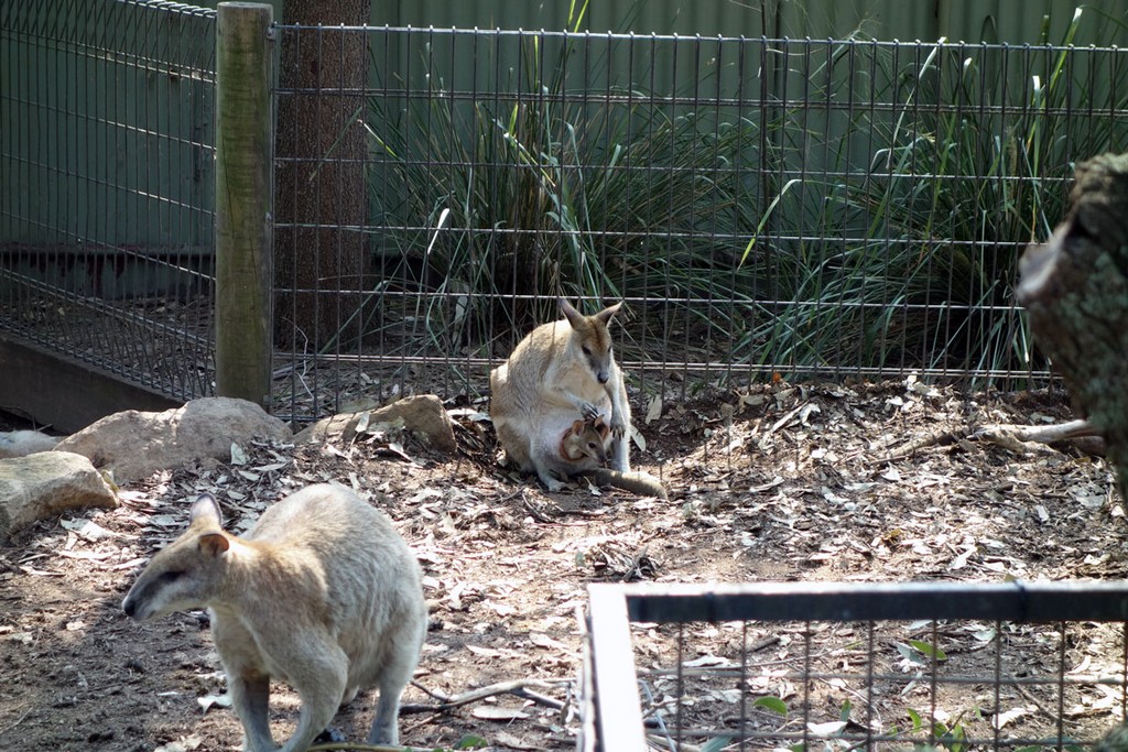 Австралия Австралия