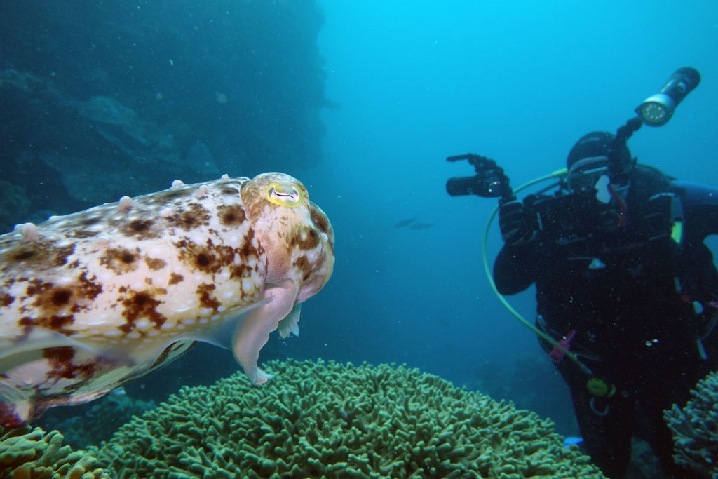 Австралия Австралия