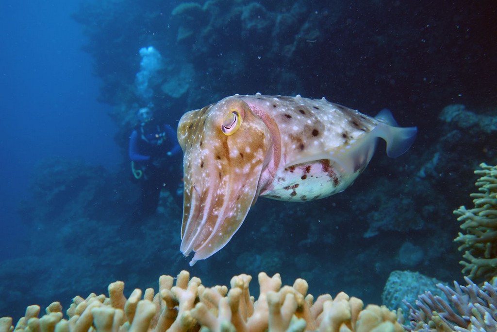 Австралия Австралия