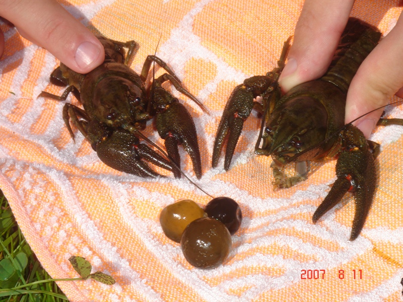 молодь таинственных шариков молодь таинственных шариков