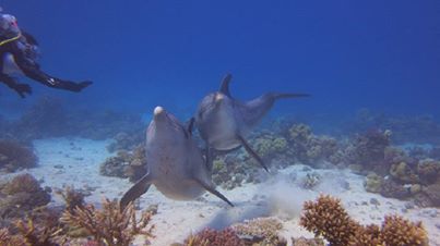 Дельфины Дельфины