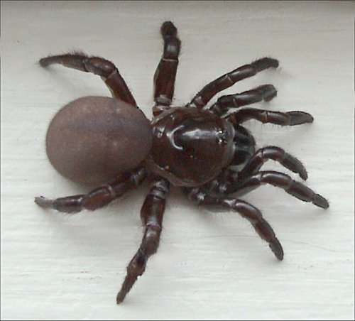 trapdoor spiders