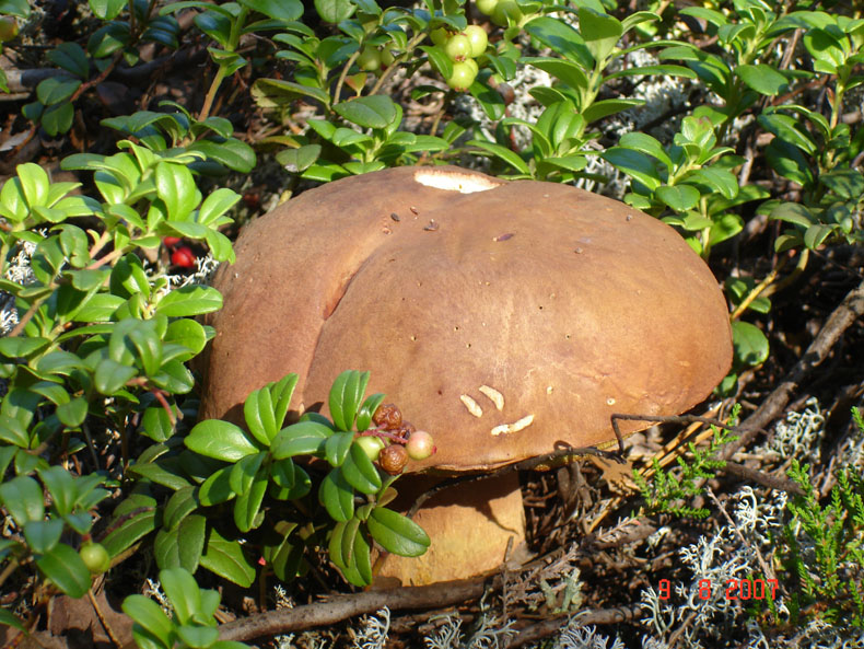 природа Карелии