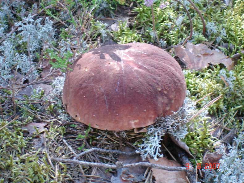 природа Карелии