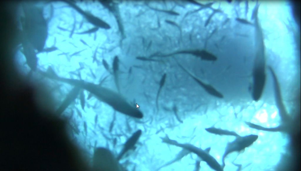 Рыбная ферма, Калимнос Рыбная ферма, Калимнос