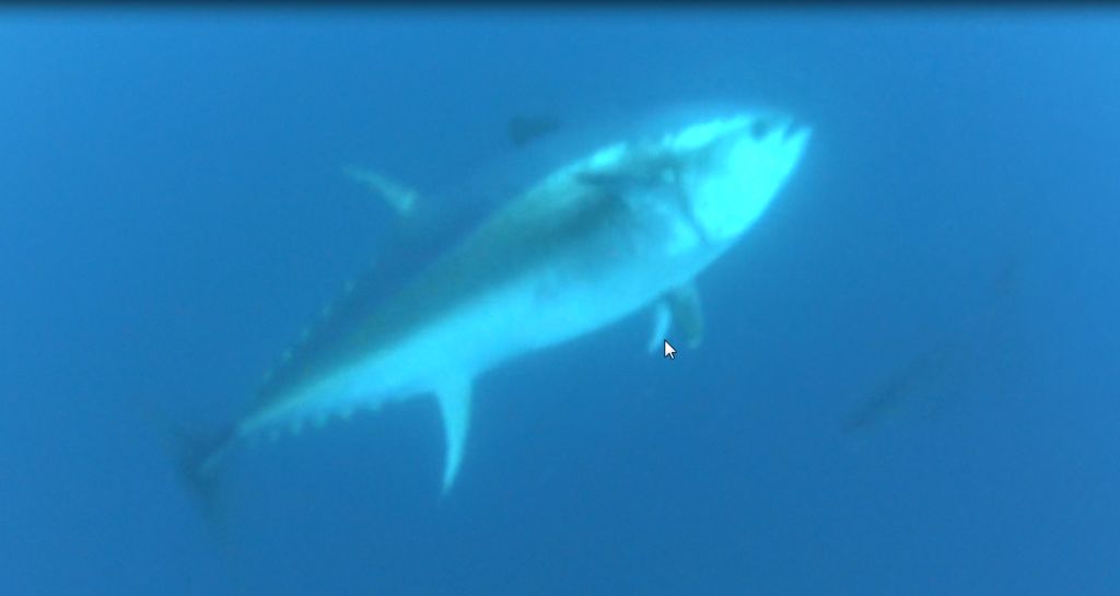 Тунцы. Рыбная ферма, Калимнос Тунцы. Рыбная ферма, Калимнос