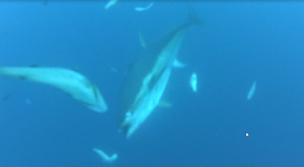 Тунцы. Рыбная ферма, Калимнос Тунцы. Рыбная ферма, Калимнос