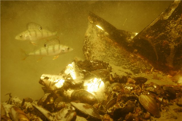 Окушки и элементы фюзеляжа Окушки и элементы фюзеляжа