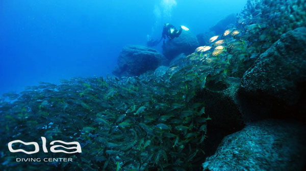 Roncadores of Pal Mar wall