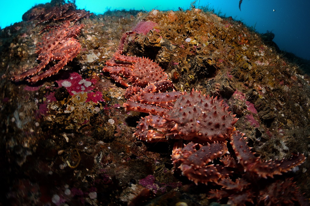 Ведехин 8.03.2015 Баренцево Ведехин 8.03.2015 Баренцево