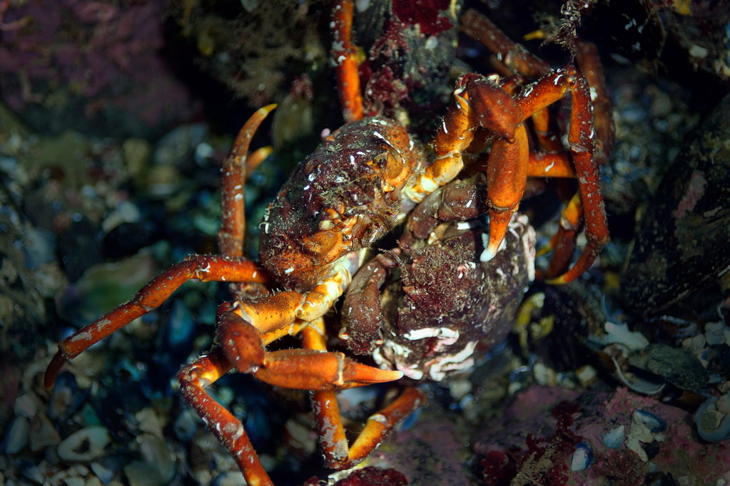 Ведехин 8.03.2015 Баренцево Ведехин 8.03.2015 Баренцево