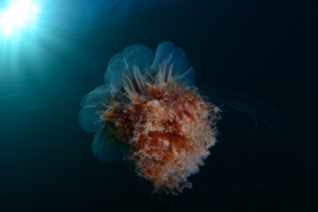 Циианея 2 Циианея 2