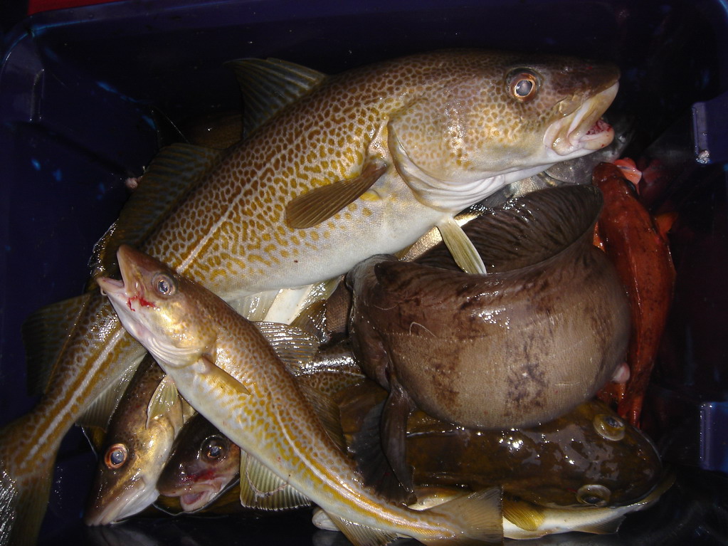 Бугоунес. Бугоунес.