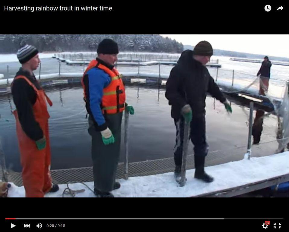 облов форели в садках на Ладоге облов форели в садках на Ладоге