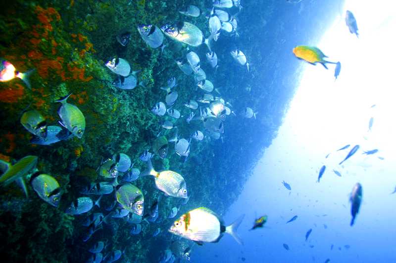 много рыбок