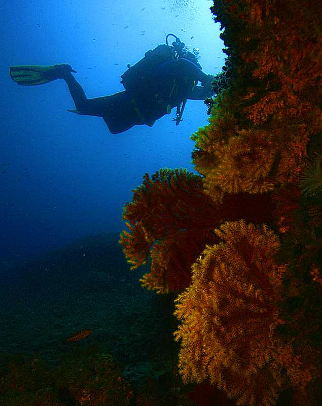 миша и кораллы