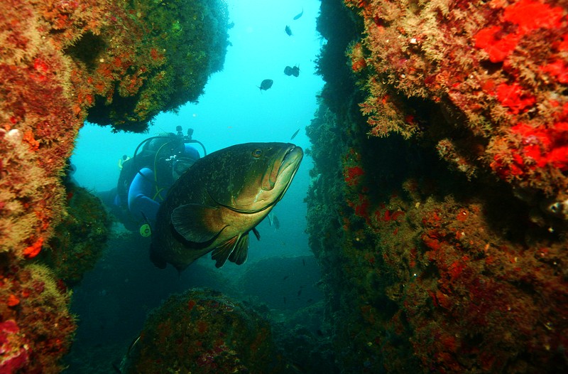 групер в пещерке