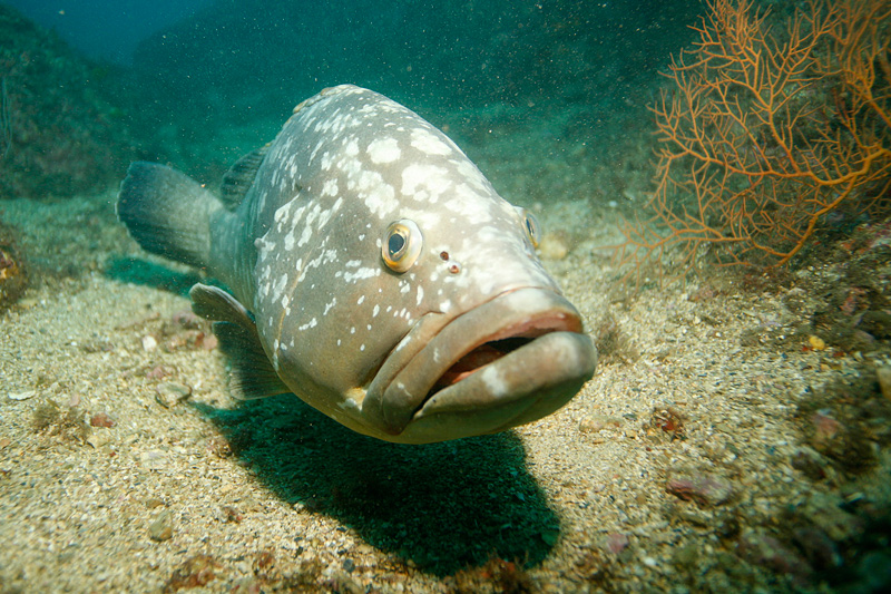 ленивый групер