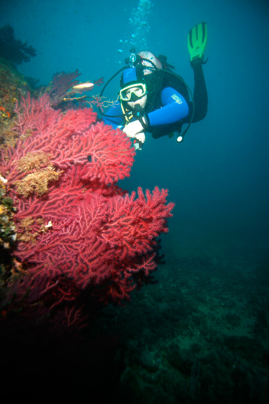 миша и кораллы