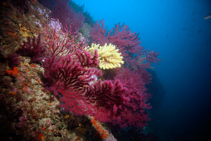 разноцветные кораллы