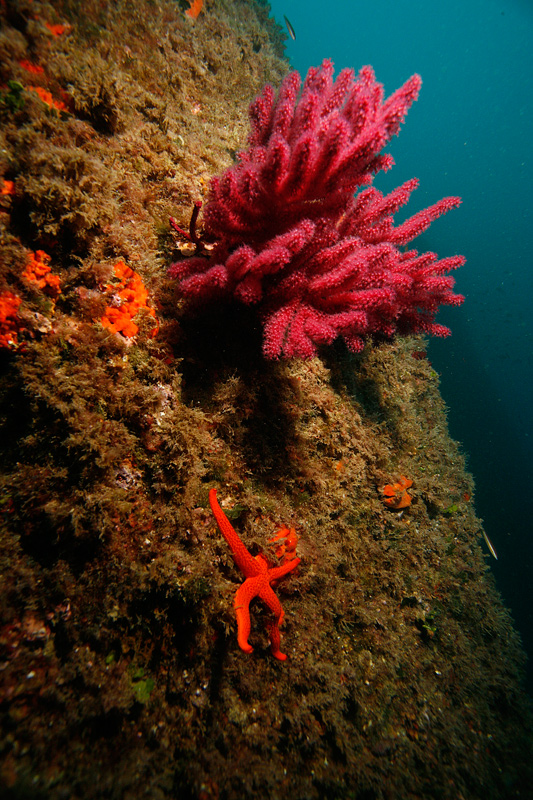 кораллы и звезда