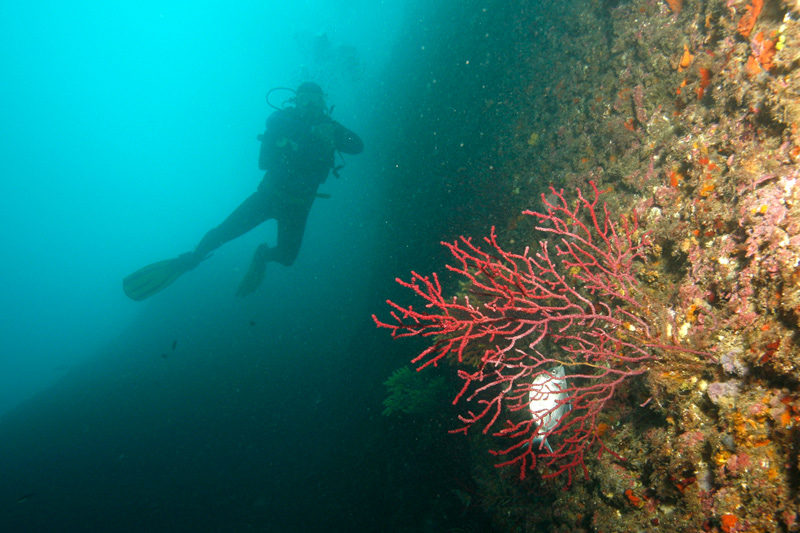 дайвер и кораллы