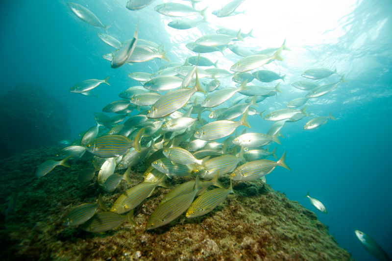 много рыбок