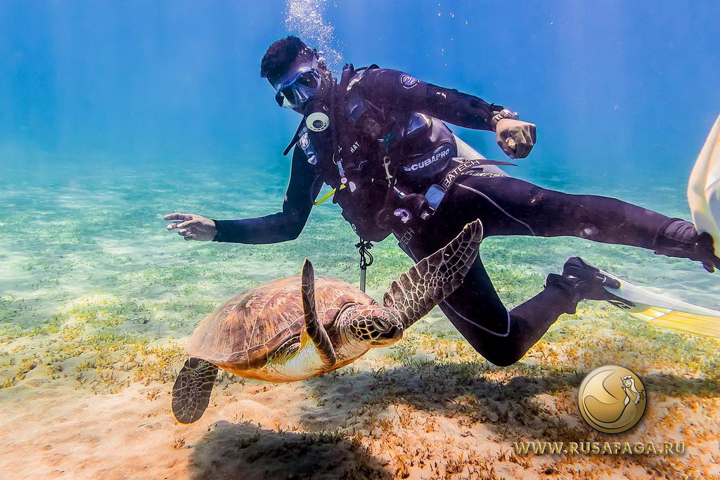 Египет. Сафага. 2015 год. Египет. Сафага. 2015 год.