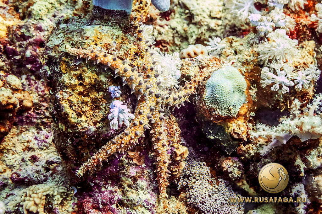 Египет. Сафага. 2015 год. Египет. Сафага. 2015 год.