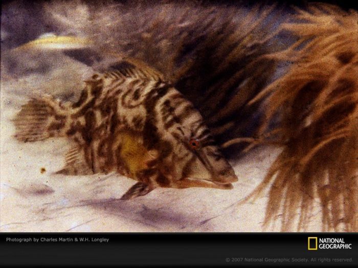 Первое цветное подводное фото