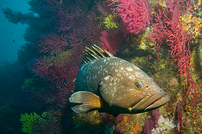 вираж групера