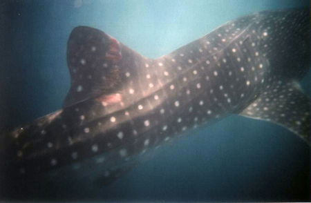 Еще акула Еще акула