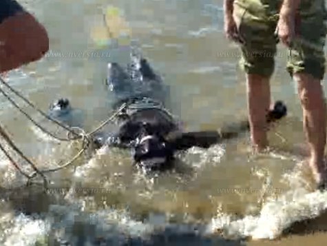 Александр Шешелев