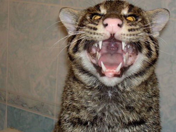 Друзья помыли любимца