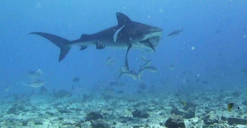 Тигровая акула Тигровая акула