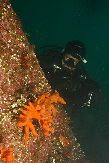 Чернобельский