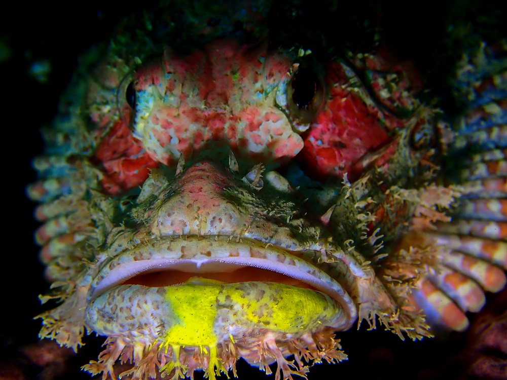 Stown fish Stown fish