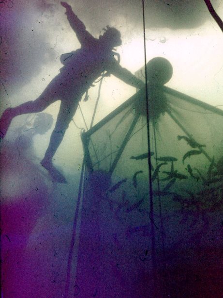 Аквалангист у садка-вольера подо льдом Аквалангист у садка-вольера подо льдом