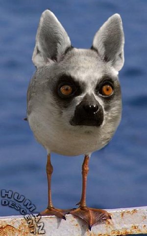 смешарик смешарик