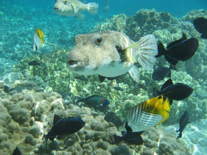 Гавайи Гавайи