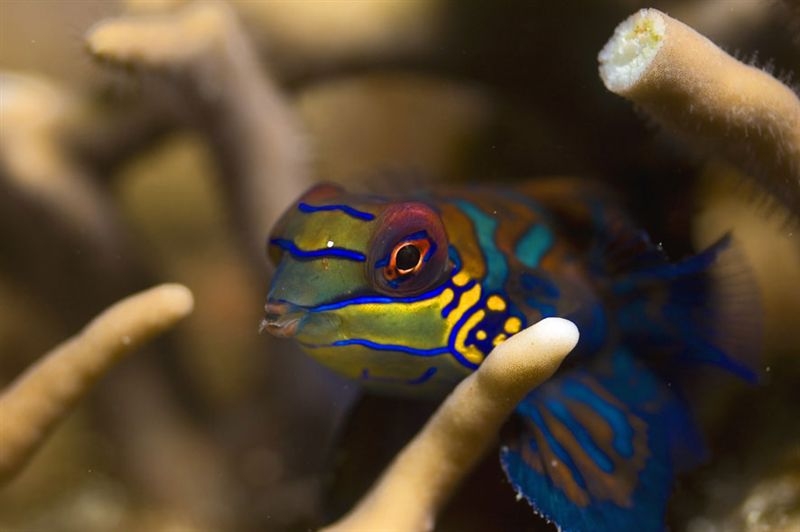 mandarin mandarin