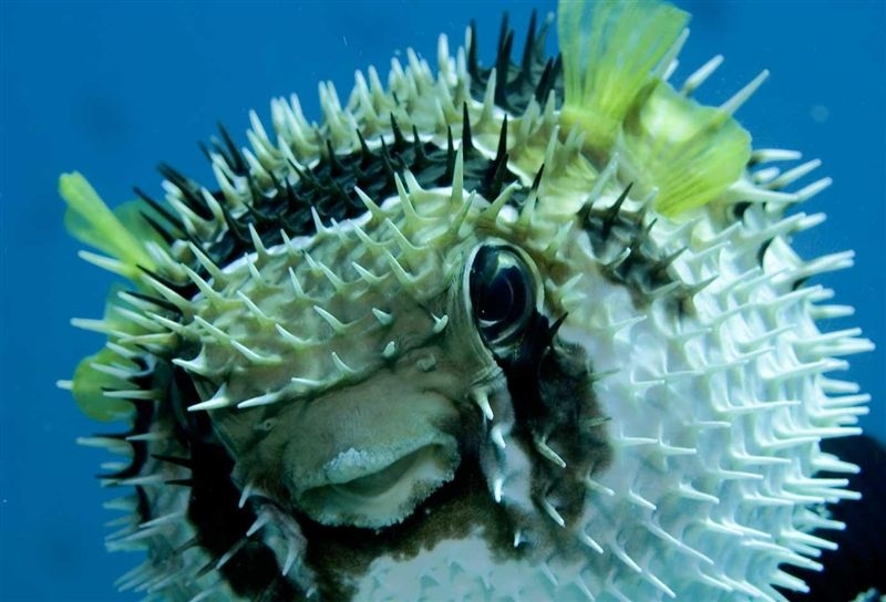 puffer puffer