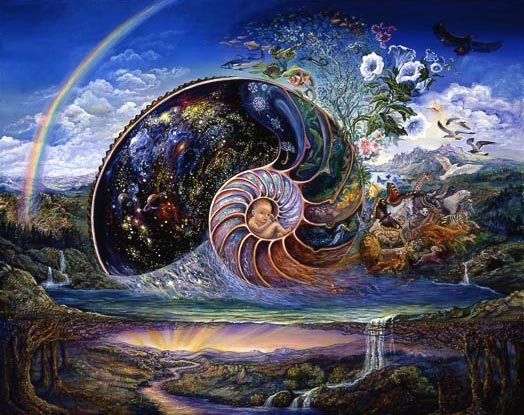 nautilus nautilus