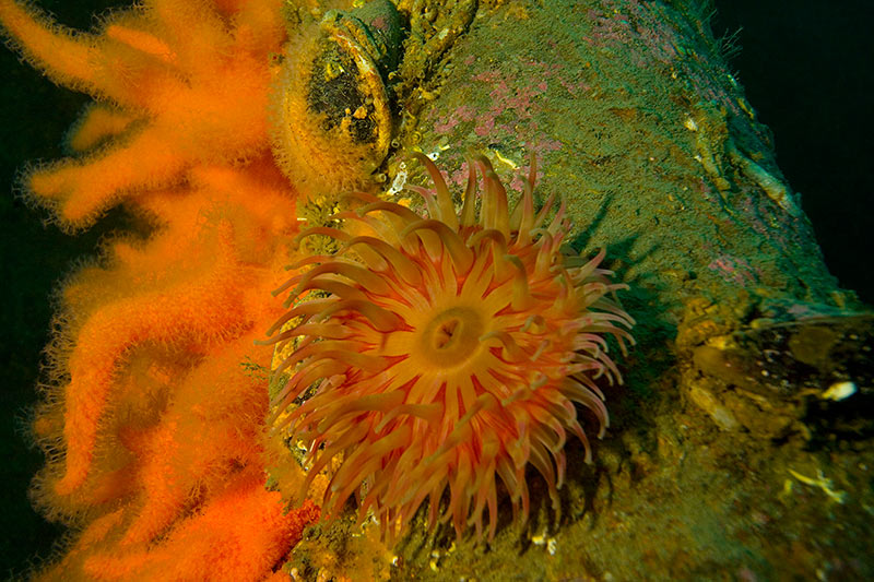 Актиния и мягкие кораллы