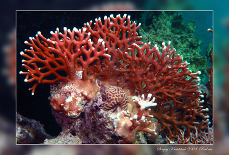 Красное море март 2008