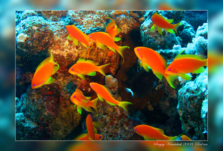 Красное море март 2008